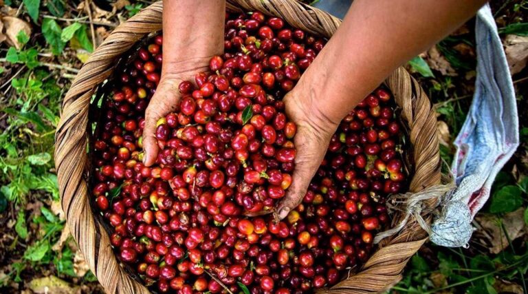 La cultura del café en Costa Rica: Del grano a la taza