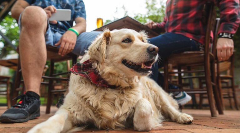 Bringing Pets to Costa Rica: A Complete Guide for US Pet Owners