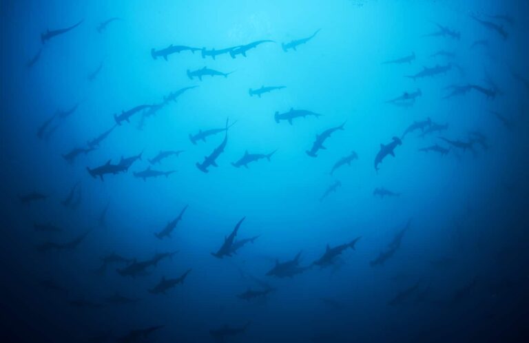 Diver’s Miraculous Escape: Shark Attack at Costa Rica’s Cocos Island