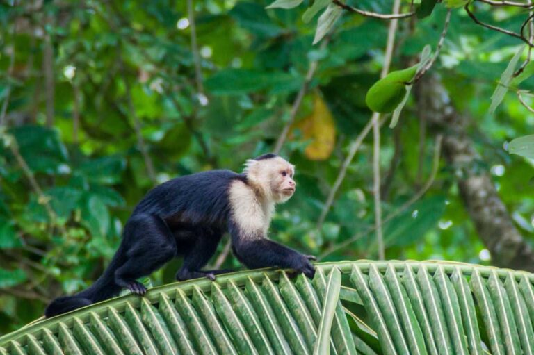 🌴 Dónde ver monos en Costa Rica: Los mejores lugares, especies y consejos para ecoturismo