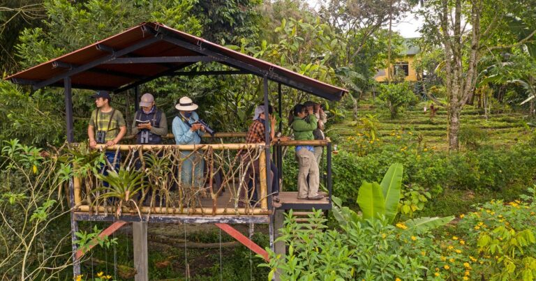 Avian Abundance: Does Bird Diversity Drive Ecotourism?