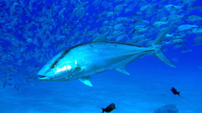 Costa Rica Court Demands Swift Tuna Fishing Regulation